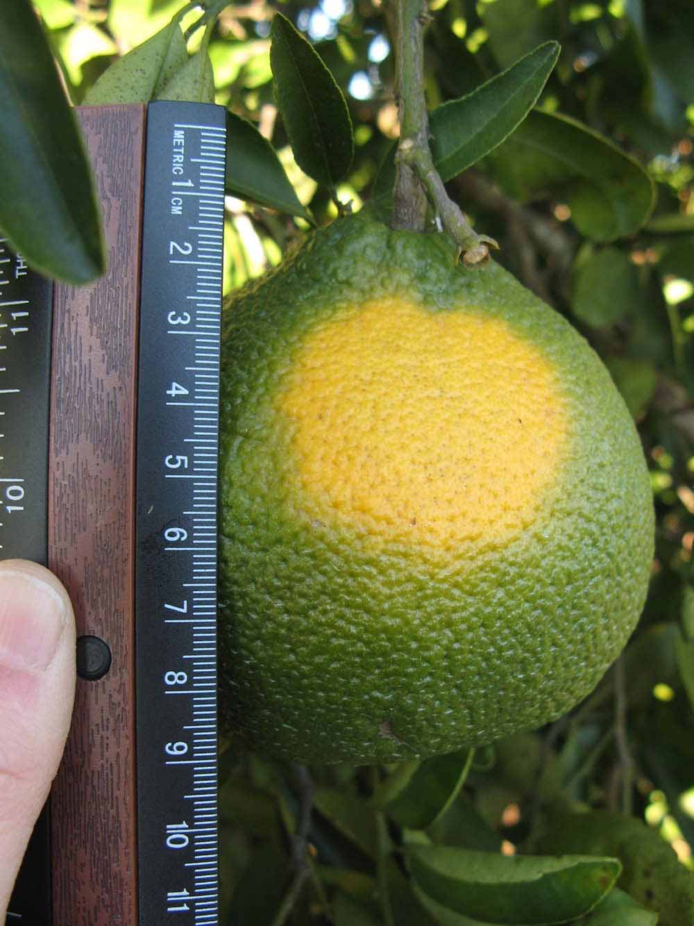            Immature fruit (Winter Haven, FL)   